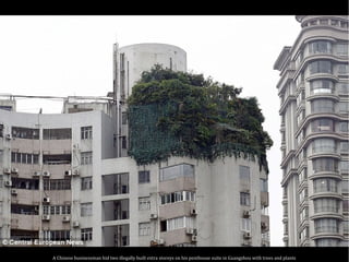 A Chinese businessman hid two illegally built extra storeys on his penthouse suite in Guangzhou with trees and plants
 