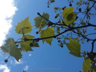 La Primavera - Abril de 2016 - E Infantil
 