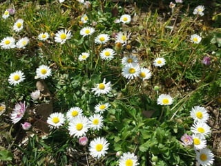 La Primavera - Abril de 2016 - E Infantil
 