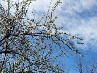 La Primavera - Abril de 2016 - E Infantil
 