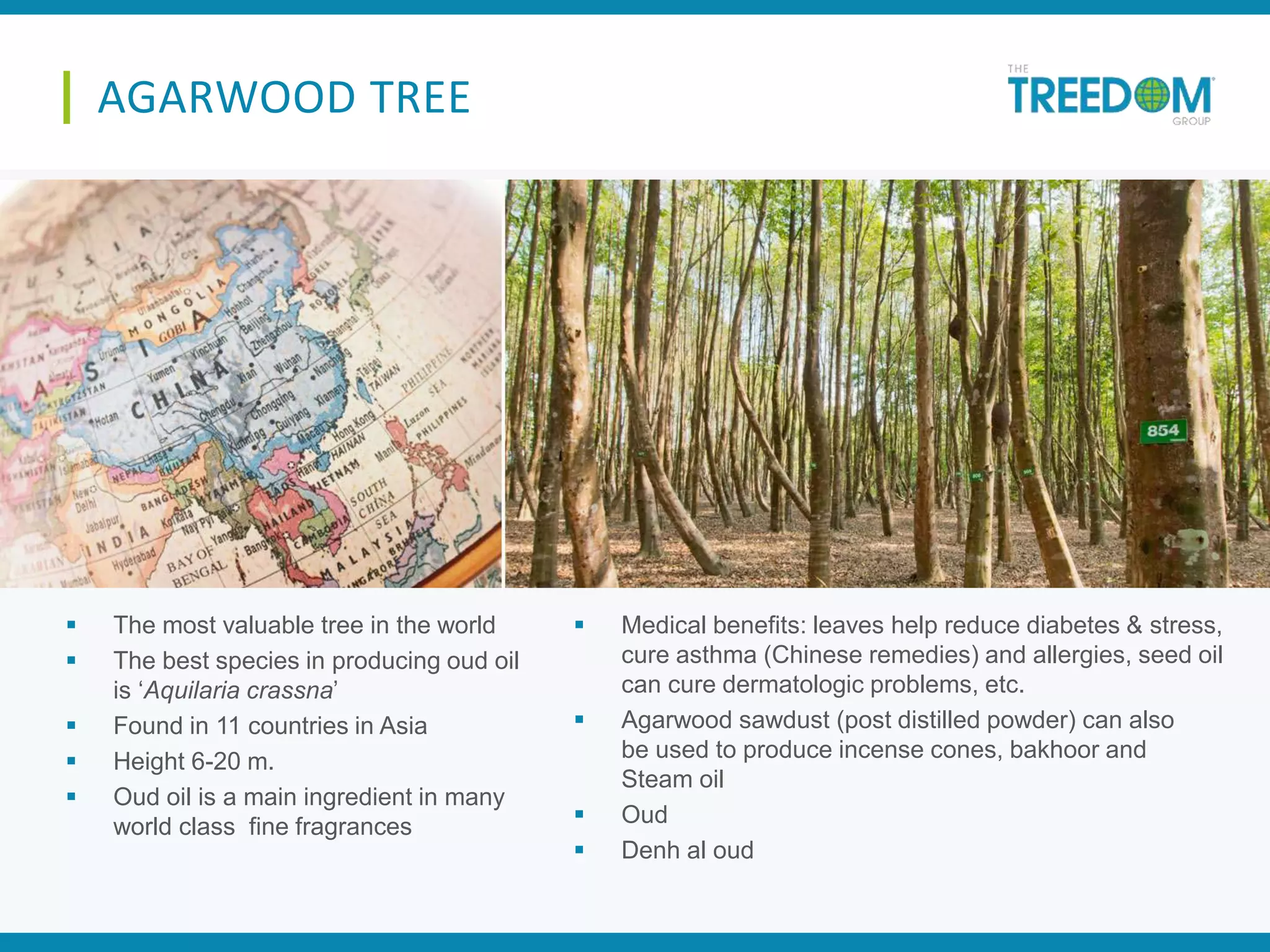  The most valuable tree in the world
 The best species in producing oud oil
is ‘Aquilaria crassna’
 Found in 11 countries in Asia
 Height 6-20 m.
 Oud oil is a main ingredient in many
world class fine fragrances
 Medical benefits: leaves help reduce diabetes & stress,
cure asthma (Chinese remedies) and allergies, seed oil
can cure dermatologic problems, etc.
 Agarwood sawdust (post distilled powder) can also
be used to produce incense cones, bakhoor and
Steam oil
 Oud
 Denh al oud
AGARWOOD TREE
 