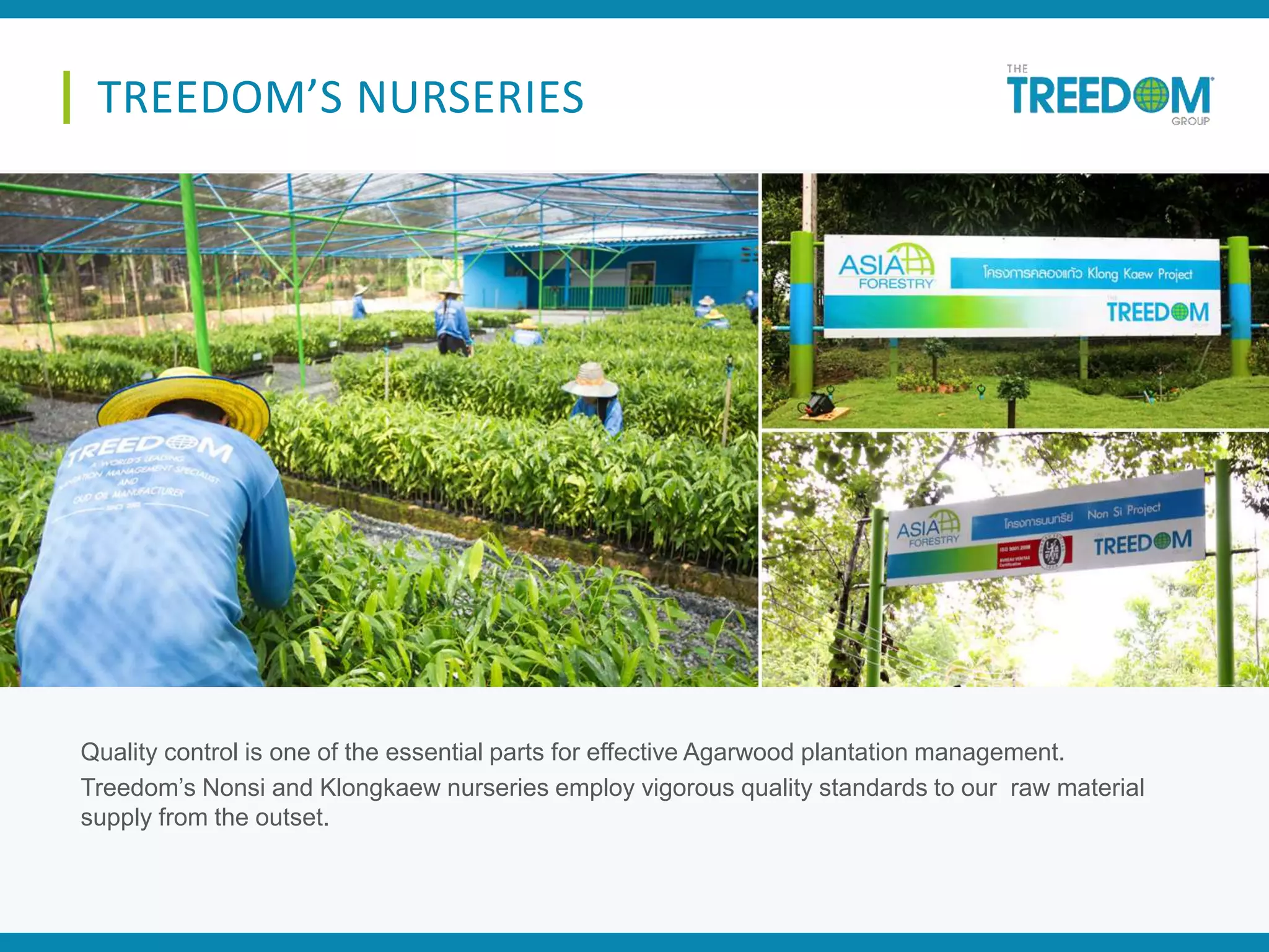 TREEDOM’S NURSERIES
Quality control is one of the essential parts for effective Agarwood plantation management.
Treedom’s Nonsi and Klongkaew nurseries employ vigorous quality standards to our raw material
supply from the outset.
 