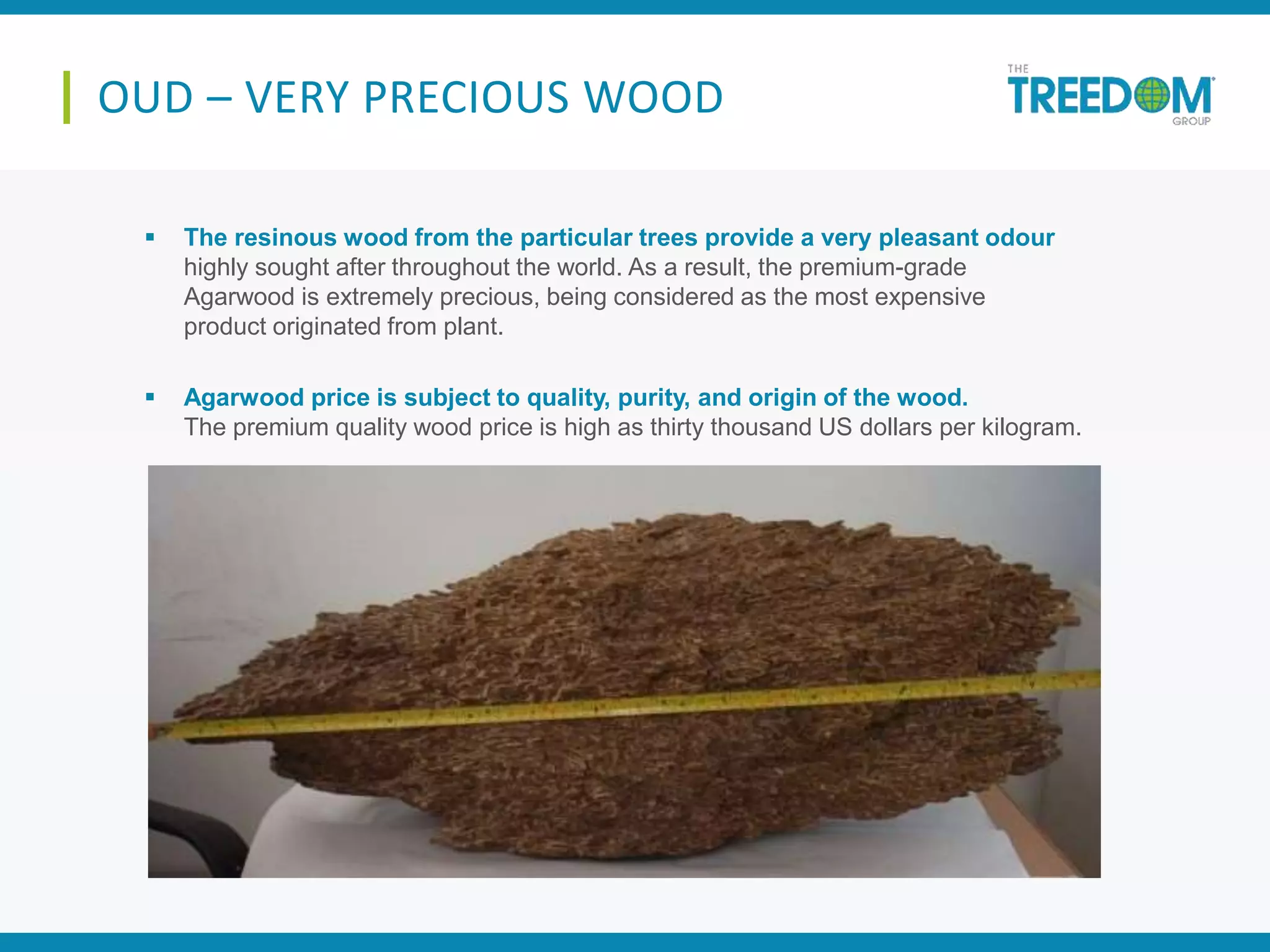  The resinous wood from the particular trees provide a very pleasant odour
highly sought after throughout the world. As a result, the premium-grade
Agarwood is extremely precious, being considered as the most expensive
product originated from plant.
 Agarwood price is subject to quality, purity, and origin of the wood.
The premium quality wood price is high as thirty thousand US dollars per kilogram.
OUD – VERY PRECIOUS WOOD
 