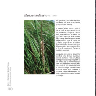 100
CoreseformasdoBiomaPampa
Gramíneasornamentaisnativas
Elionurus muticus (Spreng.) Kuntze
O capim-limão é uma planta herbácea,
encontrada em areais e em campos
pobres, secos e arenosos.
A planta é perene, simétrica, com 50
cm a 70 cm de altura. Forma toucei-
ra arredondada, compacta, com fo-
lhas verde-brilhantes. As folhas têm
agradável aroma de limão quando
-
piciformes (com forma de espiga) são
solitárias, eretas, pilosas, aromáticas,
branco-prateadas, às vezes com tona-
lidades rosadas, podem medir de 8 cm
a 10 cm de comprimento. Floresce de
outubro a novembro.
Adequada para uso no paisagismo
devido à forma de suas touceiras e
aspecto das folhas. Pode ser utilizada
como planta de destaque no jardim ou
-
-
cas ou secas. Sua durabilidade após
o corte nos arranjos é maior quando
coletadas jovens. Após desidratar, o
-
vado, conferindo um aspecto inusitado
ao arranjo.
 
