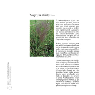 102
CoreseformasdoBiomaPampa
Gramíneasornamentaisnativas
Eragrostis airoides Nees
O capim-pendão-roxo ocorre pre-
ferencialmente em locais úmidos e
arenosos e periferias de banhados,
onde pode formar pequenos agru-
pamentos, comportando-se também
como espécie ruderal, ocupando lo-
cais alterados como beiras de estra-
das e terrenos abandonados. É uma
planta apreciada pelo gado, por isso
aparece com maior abundância em
campos não pastejados.
A planta é perene, cespitosa, ereta,
0 -
cências são panículas rosadas ou arro-
xeadas, muito grandes, com até 80 cm
de comprimento, delicadas, abertas,
espiguetas diminutas. Floresce no ve-
rão e no início do outono.
Odestaquedessaespécienopaisagis-
mo é dado pelo grande tamanho e a
elegância das panículas, que brindam
uma movimentação difusa, e pela colo-
ração rosada, fornecendo um aspecto
etéreo ao jardim. Quando não estão
-
dadas e podem ser utilizadas como
planta de bordadura em canteiros
conservam a tonalidade e o formato
original, fornecendo um aspecto muito
gracioso e transparente ao arranjo.
 