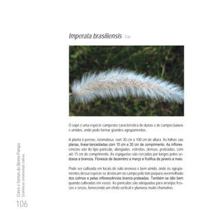 106
CoreseformasdoBiomaPampa
Gramíneasornamentaisnativas
Imperata brasiliensis Trin.
O sapé é uma espécie campestre característica de dunas e de campos baixos
e úmidos, onde pode formar grandes agrupamentos.
A planta é perene, rizomatosa, com 30 cm a 100 cm de altura. As folhas são
- 0 30 -
cências são do tipo panícula, alongadas, estreitas, densas, prateadas, com
até 15 cm de comprimento. As espiguetas são cercadas por longos pelos se-
Pode ser cultivada em locais de solo arenoso e bem úmido, onde os agrupa-
mentos dessa espécie se destacam no campo pelo tom púrpura-avermelhado
-
quando cultivadas em vasos. As panículas são adequadas para arranjos fres-
cos e secos, fornecendo um efeito vertical e plumoso muito chamativo.
 