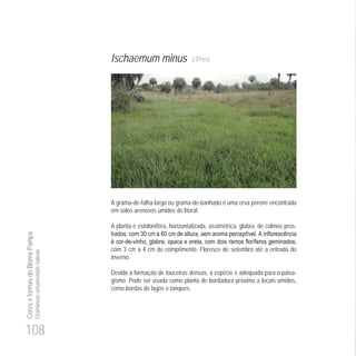 108
CoreseformasdoBiomaPampa
Gramíneasornamentaisnativas
Ischaemum minus J.Presl
A grama-de-folha-larga ou grama-de-banhado é uma erva perene encontrada
em solos arenosos úmidos do litoral.
A planta é estolonífera, horizontalizada, assimétrica, glabra, de colmos pros-
30 0
- -
com 3 cm a 4 cm de comprimento. Floresce de setembro até a entrada do
inverno.
Devido à formação de touceiras densas, a espécie é adequada para o paisa-
gismo. Pode ser usada como planta de bordadura próximo a locais úmidos,
como bordas de lagos e tanques.
 