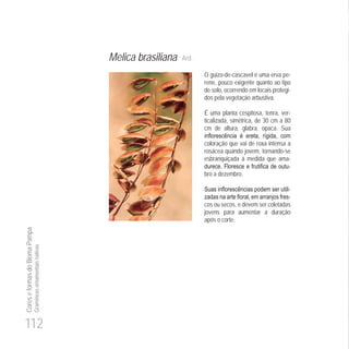 112
CoreseformasdoBiomaPampa
Gramíneasornamentaisnativas
Melica brasiliana Ard.
O guizo-de-cascavel é uma erva pe-
rene, pouco exigente quanto ao tipo
de solo, ocorrendo em locais protegi-
dos pela vegetação arbustiva.
É uma planta cespitosa, tenra, ver-
ticalizada, simétrica, de 30 cm a 80
cm de altura, glabra, opaca. Sua
coloração que vai de roxa intensa a
rosácea quando jovem, tornando-se
esbranquiçada à medida que ama-
-
bro a dezembro.
-
-
cos ou secos, e devem ser coletadas
jovens para aumentar a duração
após o corte.
 