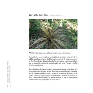 114
CoreseformasdoBiomaPampa
Gramíneasornamentaisnativas
(Delile) Barkworth
É uma planta perene, cespitosa, horizontalizada, simétrica, ereta, com 20 cm
30 45 -
de setembro a janeiro.
-
-
longas, pendentes ou prostradas, castanho-claras com arista terminal de até
9
um toque inusitado aos arranjos secos ou frescos.
 