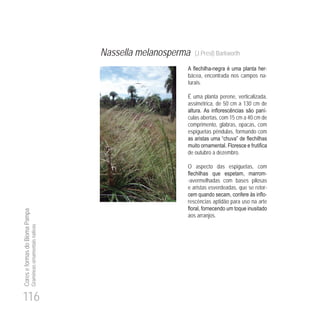 116
CoreseformasdoBiomaPampa
Gramíneasornamentaisnativas
Nassella melanosperma (J.Presl) Barkworth
- -
bácea, encontrada nos campos na-
turais.
É uma planta perene, verticalizada,
assimétrica, de 50 cm a 130 cm de
-
culas abertas, com 15 cm a 40 cm de
comprimento, glabras, opacas, com
espiguetas pêndulas, formando com
de outubro a dezembro.
O aspecto das espiguetas, com
-
-avermelhadas com bases pilosas
e aristas esverdeadas, que se retor-
-
rescências aptidão para uso na arte
aos arranjos.
 