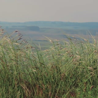 118
CoreseformasdoBiomaPampa
Gramíneasornamentaisnativas
 