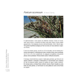 120
CoreseformasdoBiomaPampa
Gramíneasornamentaisnativas
Panicum racemosum (P. Beauv.) Spreng.
O capim-das-dunas é uma espécie de ambientes arenosos. Ocorre em areais,
sobre dunas móveis e semimóveis do litoral, onde pode chegar a formar amplos
agrupamentos. Está adaptada a locais de alta luminosidade, vento e falta de água.
-
sos rizomas.
É uma erva rasteira, perene, com 40 cm a 55 cm de altura, com um sistema de ri-
com 10 cm a 25 cm de comprimento. As espiguetas são globosas, densamente
-
O destaque ornamental dessa espécie é dado pelas panículas, que fornecem um
de solo em pequenos jardins, bordas de espelhos de água e jardins marítimos.
do conjunto.
 