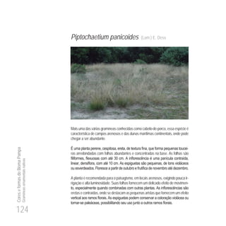 124
CoreseformasdoBiomaPampa
Gramíneasornamentaisnativas
Piptochaetium panicoides (Lam.) E. Desv.
Mais uma das várias gramíneas conhecidas como cabelo-de-porco, essa espécie é
característica de campos arenosos e das dunas marítimas continentais, onde pode
chegar a ser abundante.
-
ras arredondadas com folhas abundantes e concentradas na base. As folhas são
30
0
A planta é recomendada para o paisagismo, em locais arenosos, exigindo pouca ir-
rigação e alta luminosidade. Suas folhas fornecem um delicado efeito de movimen-
eretasecontraídas,ondesedestacamaspequenasaristasquefornecemumefeito
-
 