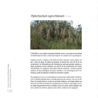 126
CoreseformasdoBiomaPampa
Gramíneasornamentaisnativas
Piptochaetium ruprechtianum E. Desv.
emdistintostiposdesolos,sendomaisfrequenteemcampossecosoupedregosos.
A planta é perene, cespitosa, ereta, forma touceiras esparsas e pouco densas, de
35
5
subverticilados. As espiguetas apresentam antécios fusiformes, castanhos quando
maduros, de base pontiaguda com pelos castanhos, e de arista longa de até 9 cm.
No paisagismo seu uso é recomendado por suas touceiras evidenciadas à distância,
com as grandes panículas laxas, curvadas pelo peso dos antécios. Seu uso na arte
fornecemumefeitodemovimentoetransparênciaaosmesmos.Nosarranjossecos,
tons castanho dos antécios, paleáceos das aristas e violáceos das espiguetas.
 