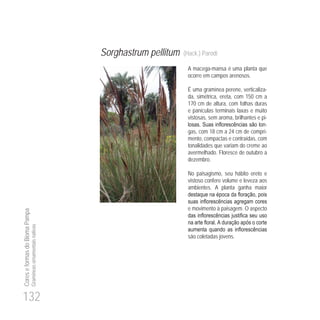 132
CoreseformasdoBiomaPampa
Gramíneasornamentaisnativas
Sorghastrum pellitum (Hack.) Parodi
A macega-mansa é uma planta que
ocorre em campos arenosos.
É uma gramínea perene, verticaliza-
da, simétrica, ereta, com 150 cm a
170 cm de altura, com folhas duras
e panículas terminais laxas e muito
vistosas, sem aroma, brilhantes e pi-
-
gas, com 18 cm a 24 cm de compri-
mento, compactas e contraídas, com
tonalidades que variam do creme ao
avermelhado. Floresce de outubro a
dezembro.
No paisagismo, seu hábito ereto e
vistoso confere volume e leveza aos
ambientes. A planta ganha maior
e movimento à paisagem. O aspecto
são coletadas jovens.
 