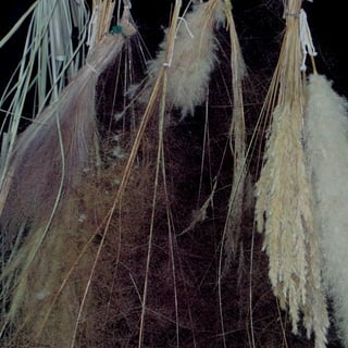 138
CoreseformasdoBiomaPampa
Gramíneasornamentaisnativas
 