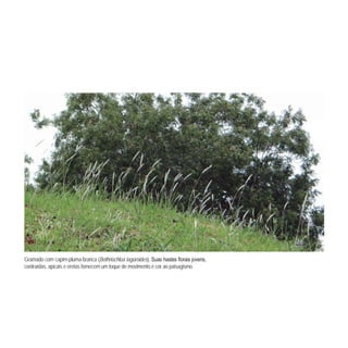 Gramado com capim-pluma-branca (Bothriochloa laguroides
contraídas, apicais e eretas fornecem um toque de movimento e cor ao paisagismo.
 