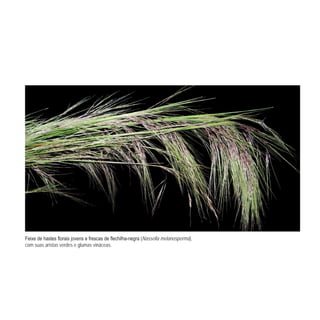 - Nassella melanosperma),
com suas aristas verdes e glumas vináceas.
 