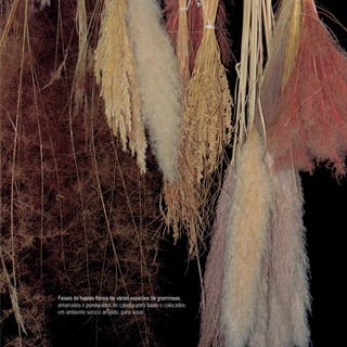 Feixes de hastes florais de várias espécies de gramíneas,
amarrados e pendurados de cabeça para baixo e colocados
em ambiente seco e arejado, para secar.
 