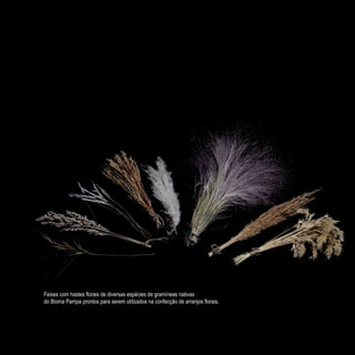 Feixes com hastes florais de diversas espécies de gramíneas nativas
do Bioma Pampa prontos para serem utilizados na confecção de arranjos florais.
 