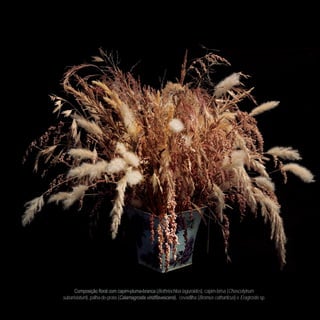 - - Bothriochloa laguroides), capim-brisa (Chascolytrum
subaristatum), palha-de-prata ( ), cevadilha (Bromus catharticus) e Eragrostis sp.
 