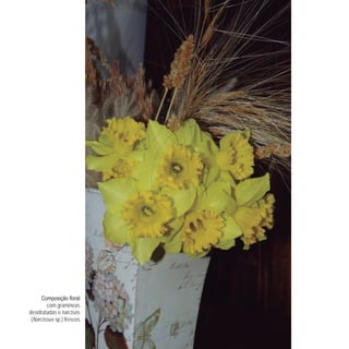 com gramíneas
desidratadas e narcisos
(Narcissus sp.) frescos
 