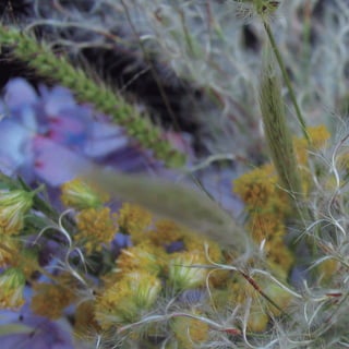 164
CoreseformasdoBiomaPampa
Gramíneasornamentaisnativas
 