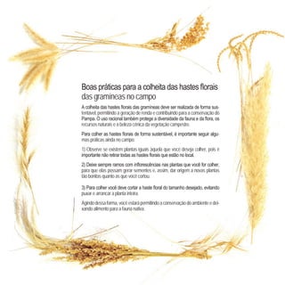 das gramíneas no campo
-
tentável, permitindo a geração de renda e contribuindo para a conservação do
recursos naturais e a beleza cênica da vegetação campestre.
-
mas práticas ainda no campo:
1) Observe se existem plantas iguais àquela que você deseja colher, pois é
para que elas possam gerar sementes e, assim, dar origem a novas plantas
tão bonitas quanto as que você cortou.
3
puxar e arrancar a planta inteira.
Agindodessaforma,vocêestarápermitindoaconservaçãodoambienteedei-
xando alimento para a fauna nativa.
 