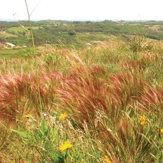 170
CoreseformasdoBiomaPampa
Gramíneasornamentaisnativas
 