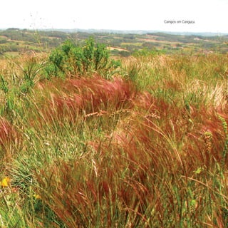 Campos em Canguçu.
 