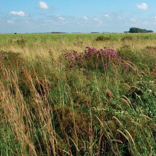 172
CoreseformasdoBiomaPampa
Gramíneasornamentaisnativas
 