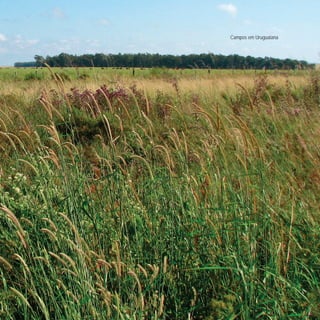 Campos em Uruguaiana
 