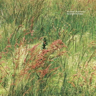 Diversidade de gramíneas
nos campos de Aceguá.
 