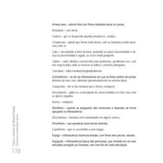 178
CoreseformasdoBiomaPampa
Gramíneasornamentaisnativas
Aristada/o – com arista.
Caduca – que se desprende quando amadurece, caediça.
Cespitosa/o – planta que forma mata densa, com as brotações muito próxi-
mas entre si.
Calo – corresponde à base do lema, podendo ser pouco desenvolvido e ob-
tuso ou desenvolvido e agudo, às vezes muito pungente.
Colmo – caule cilíndrico característico das gramíneas, geralmente oco, com
nós engrossados onde se inserem as folhas e entrenós alongados.
Convoluta – folha enrolada longitudinalmente.
distintos do eixo, mas culminam aproximadamente na mesma altura.
Congesta/o – diz-se da estrutura que é densa, compacta.
Decumbente – aplica-se a uma planta de canas tendidas no chão, mas com
os ápices erguidos.
Densa – compacta.
Descontínua – estrutura sem continuidade em alguns setores.
Espiciforme – que se assemelha a uma espiga.
 