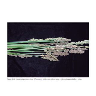 - Chascolytrum uniolae
 