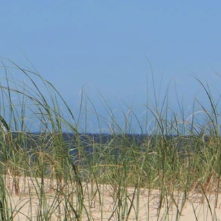 22
CoreseformasdoBiomaPampa
Gramíneasornamentaisnativas
 