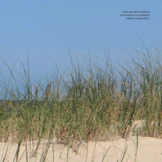 Capim-das-dunas (Panicum
racemosum) no seu ambiente
natural, restinga aberta.
 