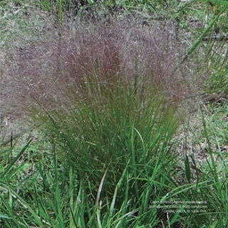Capim-mimoso (Agrostis montevidensis),
planta perene e estival, muito comum nos
campos úmidos no sul do País.
 
