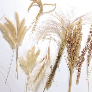 26
CoreseformasdoBiomaPampa
Gramíneasornamentaisnativas
 