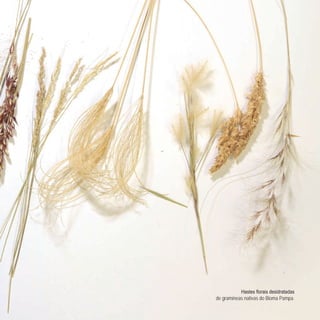 de gramíneas nativas do Bioma Pampa.
 