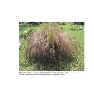 A barba-de-bode-baixa (Aristida jubata) é uma planta com hábito delicado, que forma
 