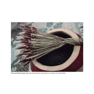 - Nassella melanosperma), que podem ser usados como ornamentais.
 