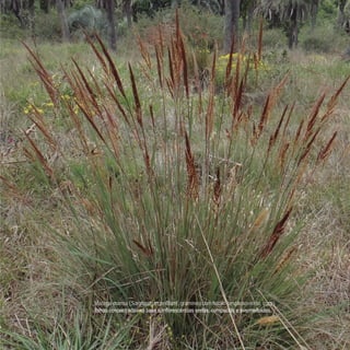 Macega-mansa (Sorghastrum pellitum), gramínea com hábito cespitoso-ereto, com
folhas concentradas na base e inflorescências eretas, compactas e avermelhadas.
 