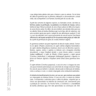 36
CoreseformasdoBiomaPampa
Gramíneasornamentaisnativas
e que abriga tantas plantas úteis para o homem e para os animais. Foi em torno
do cultivo de gramíneas que as primeiras civilizações se desenvolveram e, desde
então, elas acompanham o ser humano, fazendo parte do seu dia a dia.
A partir das sementes de algumas espécies, os chamados cereais, são feitas as
farinha de trigo (Triticum aestivum), de arroz (Oryza sativa), de milho (Zea mays) e
de aveia (Avena sativa). Do milho e do arroz também são extraídos óleos para uso
na culinária. Brotos de bambu (Bambusa spp.) ou de trigo, além de saborosos, são
uma excelente opção para quem é adepto de uma alimentação saudável. O café
e o suco são adoçados com o açúcar proveniente da cana-de-açúcar (Saccharum
officinarum -
do a partir da germinação de grãos de cevada (Hordeum vulgare).
As gramíneas também são parte importante da dieta de muitos animais. Semen-
tes de alpiste (Phalaris canariensis), de capim colchão (Digitaria horizontalis) e
de capim colonião (Megathyrsus maximus), atraem aves de diferentes espécies.
Bovinos, equinos, ovinos e caprinos se deliciam com a braquiária (Urochloa
decumbens), o sorgo (Sorghum bicolor), a aveia (Avena sativa), o azevém
(Lolium multiflorum), o capim de Rhodes (Chloris gayana), o capim quicuio
(Cenchrus clandestinus), o andropogon (Andropogon gayanus) e algumas es-
pécies de Panicum, Agrostis e Paspalum, dentre tantas outras gramíneas forra-
geiras.
O capim-elefante (Cenchrus purpureus), a casca de arroz e o bagaço da cana-
-de-açúcar mostram potencial para uso como fonte de energia renovável e limpa.
Da cana-de-açúcar também é extraído o álcool usado na fabricação de bebidas,
como a cachaça e o rum, e o etanol, empregado como combustível automotivo.
ser empregados de distintas formas. A casca de arroz, in natura ou carboni-
zada, é incorporada a substratos para o cultivo de plantas, enquanto que as
cinzas são aproveitadas na indústria da construção civil, curiosamente para
a produção de concretos. Da mesma forma, a resistência e a durabilidade
do bambu (Bambusa spp.) têm sido aproveitadas na construção civil. Anti-
 