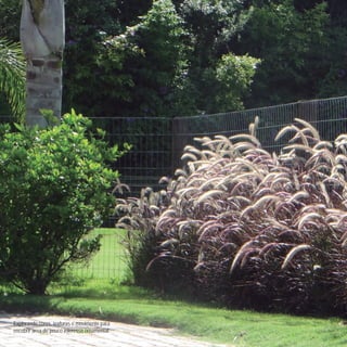 38
CoreseformasdoBiomaPampa
Gramíneasornamentaisnativas
Explorando cores, texturas e movimento para
encobrir área de pouco interesse ornamental.
 