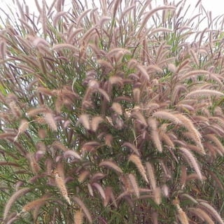 44
CoreseformasdoBiomaPampa
Gramíneasornamentaisnativas
 