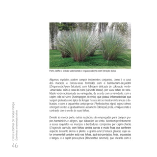 46
CoreseformasdoBiomaPampa
Gramíneasornamentaisnativas
Porte, brilho e textura valorizando o espaço coberto com forração baixa.
Algumas espécies podem compor imponentes conjuntos, como é o caso
dos maciços e cercas-vivas formados com o bambuzinho-de-jardim
(Drepanostachyum falcatum), com folhagem delicada de coloração verde-
-amarelada; com a cana-do-reino (Arundo donax), por suas folhas de tona-
lidade verde-acinzentada ou variegadas, de acordo com a variedade; com o
capim cola-de-sorro (Andropogon bicornis
surgem prateadas no ápice de longas hastes até se mostrarem brancas e de-
licadas, e com a taquarinha caniço preta (Phyllostachys nigra), cujos colmos
emergem verdes e gradualmente assumem coloração preta, enriquecendo o
contraste com o verde de suas folhas.
Devido ao menor porte, outras espécies são empregadas para compor gru-
pos harmônicos e alegres, que balançam ao vento. Atendem perfeitamente
a esses requisitos os maciços e bordaduras compostos por capim-chorão
(Eragrostis curvula
aspecto bastante denso à planta; a grama-azul (Festuca glauca), cujo va-
-
e longas, e o capim pisca-pisca (Miscanthus sinensis), que encanta com o
 