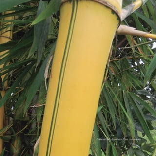 Colmo exibindo desenhos e cores contrastantes
 