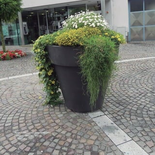 52
CoreseformasdoBiomaPampa
Gramíneasornamentaisnativas
Aproveitando o porte decumbente para
agregar movimento e leveza
à composição.
 