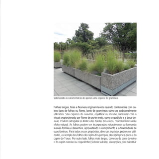 Valorizando as características de apenas uma espécie de gramínea.
-
utilizadas. São capazes de suavizar, equilibrar ou mesmo contrastar com o
- -
-leão. Podem extrapolar os limites das bordas dos vasos, criando interessante
efeito natural. As folhas podem ser incorporadas naturalmente ou formando
suas lâminas. Para todos esses propósitos, diversas espécies podem ser utili-
zadas, a exemplo das folhas do capim-dos-pampas, do capim pisca-pisca e do
capim-do-Texas. Por outro lado, folhas mais largas, como as da cana-do-reino
e do capim canoão ou coqueirinho (Setaria sulcata), são opções para substituir
 